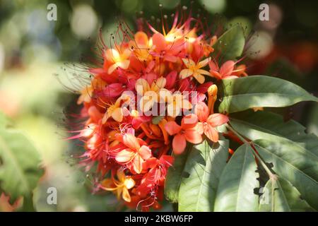 Ashoka Thetti (Saraca asoca) fleurs poussant à Padmanabhapuram, Tamil Nadu, Inde sur 12 février 2020. (Photo de Creative Touch Imaging Ltd./NurPhoto) Banque D'Images