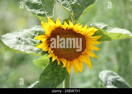 Champ de tournesol dans une ferme de Whitchurch-Stouffville, Ontario, Canada, on 25 juillet 2020. (Photo de Creative Touch Imaging Ltd./NurPhoto) Banque D'Images