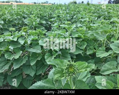 Champ de tournesol dans une ferme de Whitchurch-Stouffville, Ontario, Canada, on 25 juillet 2020. (Photo de Creative Touch Imaging Ltd./NurPhoto) Banque D'Images