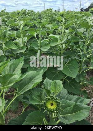 Champ de tournesol dans une ferme de Whitchurch-Stouffville, Ontario, Canada, on 25 juillet 2020. (Photo de Creative Touch Imaging Ltd./NurPhoto) Banque D'Images