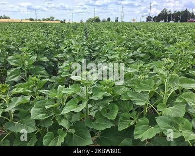 Champ de tournesol dans une ferme de Whitchurch-Stouffville, Ontario, Canada, on 25 juillet 2020. (Photo de Creative Touch Imaging Ltd./NurPhoto) Banque D'Images