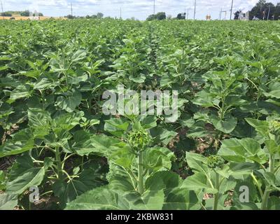 Champ de tournesol dans une ferme de Whitchurch-Stouffville, Ontario, Canada, on 25 juillet 2020. (Photo de Creative Touch Imaging Ltd./NurPhoto) Banque D'Images