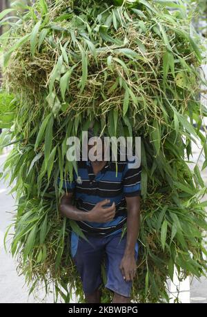 Un homme porte de l'herbe sur la tête pour le bétail, dans une rue de Guwahati, Assam, Inde, le samedi 18 juillet 2020. (Photo de David Talukdar/NurPhoto) Banque D'Images