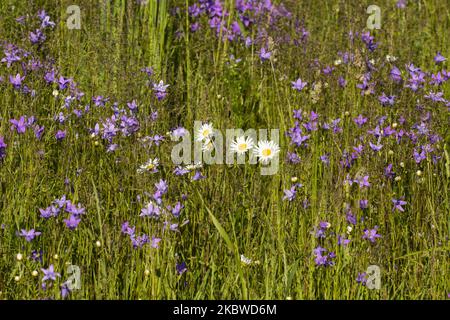 Floraison des pâquerettes d'Oxeye au milieu de l'épandage des fleurs des belliqueuses lors d'une journée ensoleillée d'été en Estonie, en Europe du Nord Banque D'Images