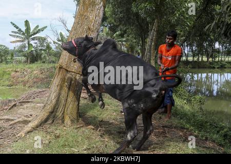 Les dévots musulmans préparent un boeuf pour l'abattage pendant l'Eid al-Adha, la fête du sacrifice, à Brahmanbaria sur 1 août 2020. (Photo de Kazi Salahuddin Razu/NurPhoto) Banque D'Images