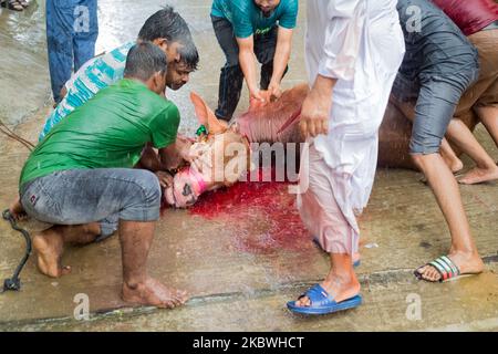 (NOTE DE LA RÉDACTION: Contenu graphique) les dévots musulmans préparent un boeuf pour l'abattage pendant l'Eid al-Adha, la fête du sacrifice, à Dhaka sur 1 août 2020. Les musulmans de tout le pays, même dans ces ordres de séjour à la maison, la peur des épidémies, au milieu de la pluie; a célébré l'un de leurs festivals importants en sacrifiant les animaux pour montrer et soumettre la volonté sincère à Allah. (Photo par Istiak Karim/NurPhoto) Banque D'Images