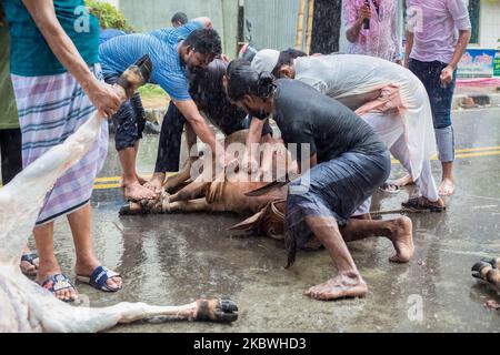 (NOTE DE LA RÉDACTION: Contenu graphique) les dévots musulmans préparent un boeuf pour l'abattage pendant l'Eid al-Adha, la fête du sacrifice, à Dhaka sur 1 août 2020. Les musulmans de tout le pays, même dans ces ordres de séjour à la maison, la peur des épidémies, au milieu de la pluie; a célébré l'un de leurs festivals importants en sacrifiant les animaux pour montrer et soumettre la volonté sincère à Allah. (Photo par Istiak Karim/NurPhoto) Banque D'Images