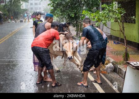 (NOTE DE LA RÉDACTION: Contenu graphique) les dévots musulmans préparent un boeuf pour l'abattage pendant l'Eid al-Adha, la fête du sacrifice, à Dhaka sur 1 août 2020. Les musulmans de tout le pays, même dans ces ordres de séjour à la maison, la peur des épidémies, au milieu de la pluie; a célébré l'un de leurs festivals importants en sacrifiant les animaux pour montrer et soumettre la volonté sincère à Allah. (Photo par Istiak Karim/NurPhoto) Banque D'Images