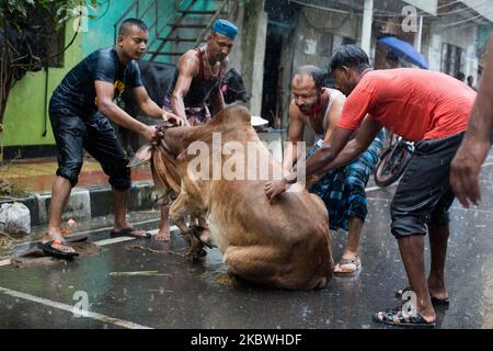 (NOTE DE LA RÉDACTION: Contenu graphique) les dévots musulmans préparent un boeuf pour l'abattage pendant l'Eid al-Adha, la fête du sacrifice, à Dhaka sur 1 août 2020. Les musulmans de tout le pays, même dans ces ordres de séjour à la maison, la peur des épidémies, au milieu de la pluie; a célébré l'un de leurs festivals importants en sacrifiant les animaux pour montrer et soumettre la volonté sincère à Allah. (Photo par Istiak Karim/NurPhoto) Banque D'Images