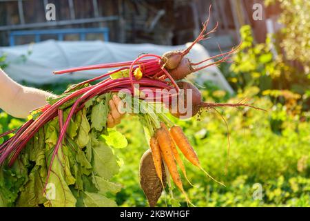 Betteraves et carottes biologiques non lavées fraîchement récoltées. Betteraves non lavées. Produits écologiques creusés hors du jardin Banque D'Images