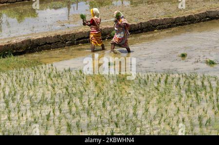 Les femmes qui travaillent au salaire quotidien sont vues dans les rizières agricoles alors qu'elles sont occupées dans les jeunes plants de rizières en périphérie de la capitale de l'État indien de l'est, Bhubaneswar, à 1 août 2020. (Photo par STR/NurPhoto) Banque D'Images