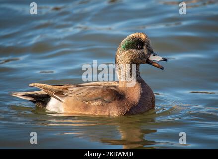 Un bel homme ou drake American Wigeon laisse libre cours à l'un de ses appels tout en nageant dans l'eau libre d'un lac Colorado. Banque D'Images