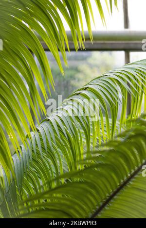 Une verticale de feuilles de sagou de reine, Cycas circinalis sous la lumière du soleil Banque D'Images