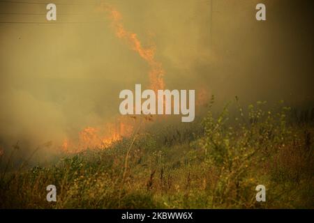 Un énorme feu de forêt est burnig entre les villages de Balgarin, Rogozinovo et la ville de Kharmanli, Bulgarie, qui sont situés à environ 30 kilomètres de la frontière bulgare-turque et le point de passage de Kapitan Andreevo et à 270 kilomètres de la capitale bulgare de Sofia. L'incendie de hude a fermé l'autoroute internationale Maritsa et maintenant avec l'incendie se battent plus de 300 personnes, les pompiers, l'armée, les volontaires et les gens des villages travaillent sur place. Au cours des deux dernières semaines, des incendies ont détruit plus de 30 000 acres, Kharmanli, Bulgarie sur 07 août 2020 (photo de Hristo Banque D'Images