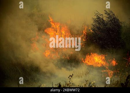 Un énorme feu de forêt est burnig entre les villages de Balgarin, Rogozinovo et la ville de Kharmanli, Bulgarie, qui sont situés à environ 30 kilomètres de la frontière bulgare-turque et le point de passage de Kapitan Andreevo et à 270 kilomètres de la capitale bulgare de Sofia. L'incendie de hude a fermé l'autoroute internationale Maritsa et maintenant avec l'incendie se battent plus de 300 personnes, les pompiers, l'armée, les volontaires et les gens des villages travaillent sur place. Au cours des deux dernières semaines, des incendies ont détruit plus de 30 000 acres, Kharmanli, Bulgarie sur 07 août 2020 (photo de Hristo Banque D'Images