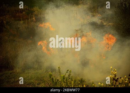 Un énorme feu de forêt est burnig entre les villages de Balgarin, Rogozinovo et la ville de Kharmanli, Bulgarie, qui sont situés à environ 30 kilomètres de la frontière bulgare-turque et le point de passage de Kapitan Andreevo et à 270 kilomètres de la capitale bulgare de Sofia. L'incendie de hude a fermé l'autoroute internationale Maritsa et maintenant avec l'incendie se battent plus de 300 personnes, les pompiers, l'armée, les volontaires et les gens des villages travaillent sur place. Au cours des deux dernières semaines, des incendies ont détruit plus de 30 000 acres, Kharmanli, Bulgarie sur 07 août 2020 (photo de Hristo Banque D'Images