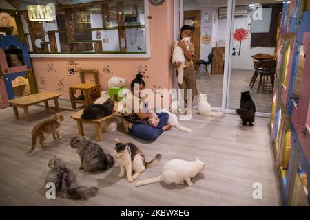 Le personnel joue avec les chats dans un café pour animaux de compagnie à Yangon, au Myanmar, sur 8 août 2020. La Journée internationale de la Cat, célébrée sur 8 août, est une journée de sensibilisation pour les chats et d'apprendre comment les aider et les protéger. (Photo de Shwe Paw Mya Tin/NurPhoto) Banque D'Images