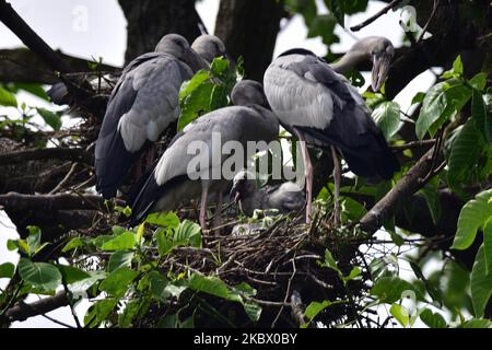 Des cigognes asiatiques à bec ouvert percher sur une branche d'arbre dans le district de Nagaon d'Assam, inde sur 10 août,2020. (Photo par Anuwar Hazarika/NurPhoto) Banque D'Images