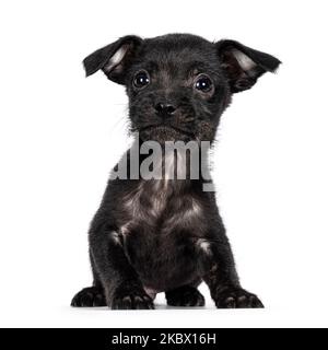 Mignon petit chien noir errant, assis face à l'avant. En regardant vers l'appareil photo. Isolé sur un fond blanc. Banque D'Images