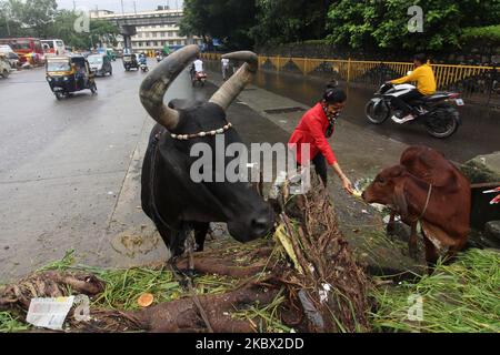 Un dévot nourrit un veau à l'extérieur d'un temple pendant le festival hindou de Janmashtami à Mumbai, Inde sur 12 août 2020. Janmashtami est fêté comme l'anniversaire du seigneur Krishna, le dieu de l'amour et de la compassion. (Photo par Himanshu Bhatt/NurPhoto) Banque D'Images