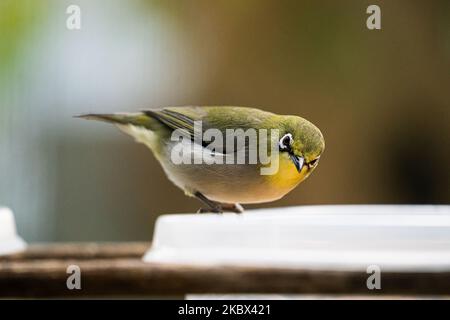 Un œil blanc de Warbling (Zosterops japonicus) assis sur un récipient en plastique sur un fond flou Banque D'Images