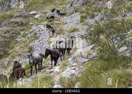 Un troupeau de chevaux sauvages en ligne sur un chemin passant comme vu à une altitude de 1800m. Au-dessus du niveau de la mer. Le groupe des beaux mammifères était situé entre les sommets d'Astraka et de Tymfi ou de Gamila dans le parc national Vikos - Aoos dans la région d'Epirus. Le parc national Vikos-Aoos préserve l'un des écosystèmes de montagne et de forêt les plus riches en termes de diversité de la faune en Grèce et fait partie du réseau écologique Natura 2000 et de l'un des géoparcs de l'UNESCO à une altitude de 550 à 2 497 mètres, sur 10 août 2020, à Epirus, en Grèce. (Photo de Nicolas Economou/NurPhoto) Banque D'Images