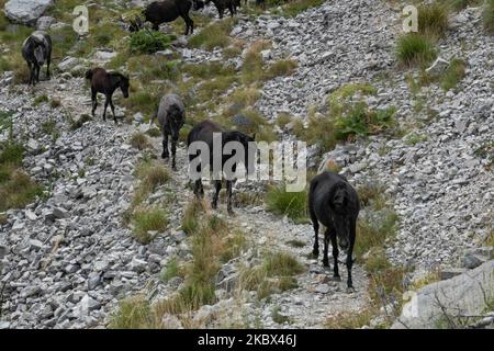 Un troupeau de chevaux sauvages en ligne sur un chemin passant comme vu à une altitude de 1800m. Au-dessus du niveau de la mer. Le groupe des beaux mammifères était situé entre les sommets d'Astraka et de Tymfi ou de Gamila dans le parc national Vikos - Aoos dans la région d'Epirus. Le parc national Vikos-Aoos préserve l'un des écosystèmes de montagne et de forêt les plus riches en termes de diversité de la faune en Grèce et fait partie du réseau écologique Natura 2000 et de l'un des géoparcs de l'UNESCO à une altitude de 550 à 2 497 mètres, sur 10 août 2020, à Epirus, en Grèce. (Photo de Nicolas Economou/NurPhoto) Banque D'Images