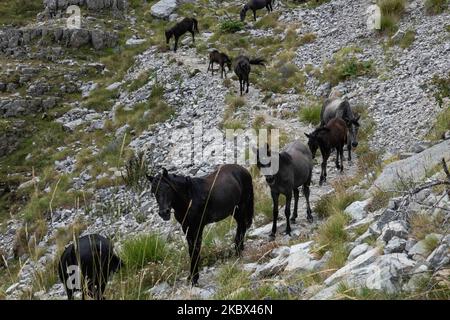 Un troupeau de chevaux sauvages en ligne sur un chemin passant comme vu à une altitude de 1800m. Au-dessus du niveau de la mer. Le groupe des beaux mammifères était situé entre les sommets d'Astraka et de Tymfi ou de Gamila dans le parc national Vikos - Aoos dans la région d'Epirus. Le parc national Vikos-Aoos préserve l'un des écosystèmes de montagne et de forêt les plus riches en termes de diversité de la faune en Grèce et fait partie du réseau écologique Natura 2000 et de l'un des géoparcs de l'UNESCO à une altitude de 550 à 2 497 mètres, sur 10 août 2020, à Epirus, en Grèce. (Photo de Nicolas Economou/NurPhoto) Banque D'Images