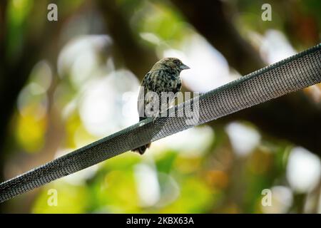 Un faible angle d'un cactus commun finch (Geospiza scandens) assis sur un fil d'acier sur un fond flou Banque D'Images