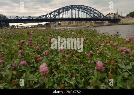 Vue sur le pont Jozef Pilsudski après travaux de rénovation. Le célèbre monument de Cracovie, construit en 1933, est apparu dans la liste des Schindler, un film américain réalisé et produit en 1993 par Steven Spielberg. Le pont est fermé depuis mars 2019 pour rénovation. 100 % de la structure en acier a été remplacée et les rambardes ont été réparées et couvertes de protection anticorrosion. Les piliers du pont ont été nettoyés et les chemins étaient pavés. Dans le cadre de l'investissement, la structure à treillis de 147,5 mètres de long du pont sera illuminée la nuit. Sur 16 août 2020, à Cracovie, petite Pologne Voivodeship, P. Banque D'Images