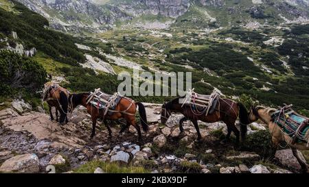 Les chevaux de Troie qui sont utilisés pour livrer de la nourriture et des provisions dans la randonnée en montagne autour des sept lacs de Rila, qui sont situés dans les montagnes de Rila sur 18 août 2020 (photo par Hristo Rusev/NurPhoto) Banque D'Images