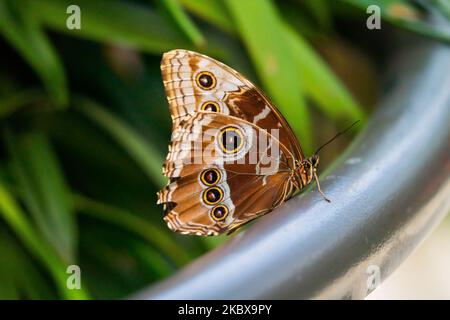 Un gros plan d'un papillon de hibou (Caligo) sur un pot de fleurs Banque D'Images