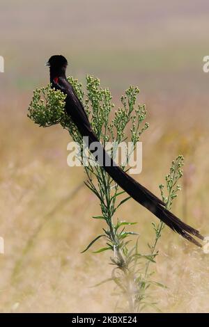 Homme d'oiseau à queue longue dans le Grassland (Euplectes progne) Banque D'Images