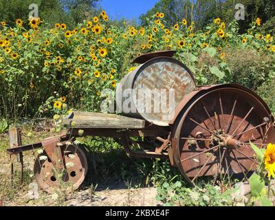 Vieux tracteur près d'un champ de tournesols (Helianthus annuus) en Ontario, au Canada, sur 22 août 2020. (Photo de Creative Touch Imaging Ltd./NurPhoto) Banque D'Images