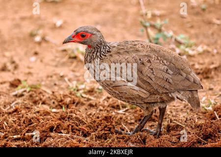 La francoline de Swainson ou la survolaille de Swainson, parc national Kruger, Afrique du Sud Banque D'Images