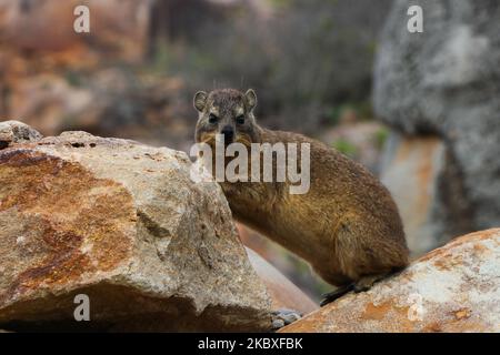 Hyrax dans le terrain côtier des Rocheuses (Procavia capensis) Banque D'Images