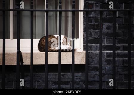 Le chat résident Larry dort sur un rebord de fenêtre de No 10 Downing Street à Londres, Angleterre, sur 8 septembre 2020. (Photo de David Cliff/NurPhoto) Banque D'Images