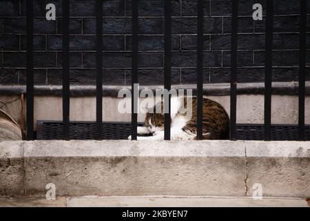 Le chat résident Larry dort à l'extérieur n° 10. Downing Street à Londres, Angleterre, sur 9 septembre 2020. (Photo de David Cliff/NurPhoto) Banque D'Images