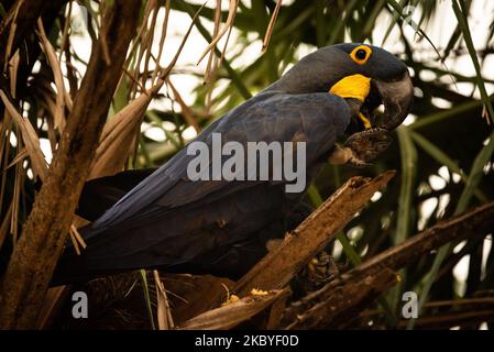 L'impact sur les animaux à Pocone, Mato Grosso, Brésil, sur 23 août 2020. Le Macaw bleu - animal menacé d'extinction - se nourrit de fruits offerts à une auberge au km 110 de l'autoroute de Transpantaneira dont le feu a tout consommé autour avec les feux de carcajou qui a déjà brûlé plus de 16,500 km carrés du Pantanal brésilien le Pantanal brésilien - un Des plus grandes plaines inondables tropicales du monde - souffre depuis la fin du mois de juillet avec les pires feux de forêt de son histoire enregistrée. Plus de 12%, ou 16,500 km carrés (presque la taille de Kuweit) a déjà été brûlé, et le situ Banque D'Images