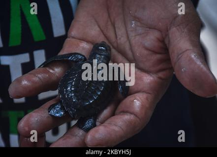 Les alevins de tortues vertes de 3 semaines (Chelonia mydas) sont examinés par des officiers, avant d'être libérés et d'échapper au processus de quarantaine de 3 mois dans la zone de conservation de la tortue verte sur la plage de Bajul Mati, Malang, East Java, Indonésie. 10 septembre 2020. La tortue verte est l'une des sept espèces de tortues marines laissées dans le monde en Indonésie, y compris la tortue luth (Dermochelys coriacea), la tortue à tête plate (Caretta caretta), la tortue à dos plat (Natator depressa), la tortue imbriquée (Eretmochelys imbricate) et la tortue lekang (Livolanys). La plus grande menace de turtl Banque D'Images