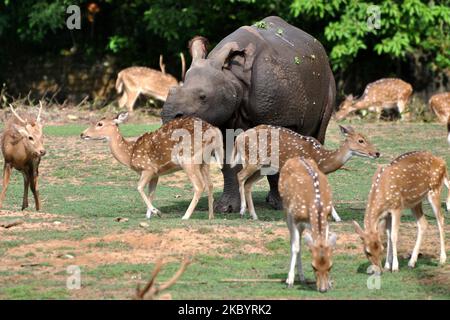 Un rhinocéros à une cornes accompagné de cerfs tachetés qui broutage dans une enceinte au zoo d'État d'Assam à Guwahati, en Inde, sur 12 septembre 2020. (Photo par Anuwar Hazarika/NurPhoto) Banque D'Images
