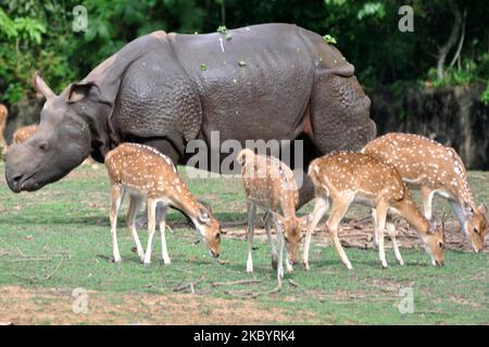 Un rhinocéros à une cornes accompagné de cerfs tachetés qui broutage dans une enceinte au zoo d'État d'Assam à Guwahati, en Inde, sur 12 septembre 2020. (Photo par Anuwar Hazarika/NurPhoto) Banque D'Images