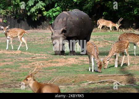 Un rhinocéros à une cornes accompagné de cerfs tachetés qui broutage dans une enceinte au zoo d'État d'Assam à Guwahati, en Inde, sur 12 septembre 2020. (Photo par Anuwar Hazarika/NurPhoto) Banque D'Images