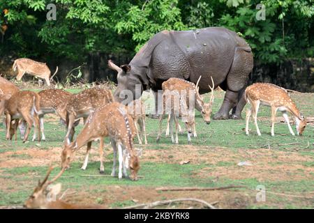 Un rhinocéros à une cornes accompagné de cerfs tachetés qui broutage dans une enceinte au zoo d'État d'Assam à Guwahati, en Inde, sur 12 septembre 2020. (Photo par Anuwar Hazarika/NurPhoto) Banque D'Images
