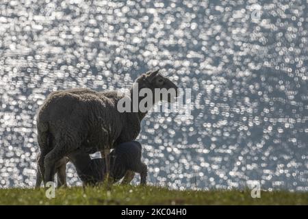 Un agneau suce le lait de sa mère dans une ferme de Lyttelton, en Nouvelle-Zélande, sur 18 septembre 2020. (Photo de Sanka Vidanagama/NurPhoto) Banque D'Images