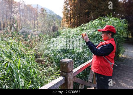 Guiyang. 4th novembre 2022. Le volontaire de protection de l'environnement Zhou Yuqing prend des photos du parc de zones humides de la ville nationale de Huaxi à Guiyang, capitale de la province de Guizhou, dans le sud-ouest de la Chine, le 4 novembre 2022. Zhou Yuqing, 70 ans, est bénévole dans le domaine de la protection de l'environnement depuis 2008. En 2014, elle a créé un club de bénévoles composé de retraités et d'écologistes âgés pour promouvoir la conservation des zones humides. Au cours des 14 dernières années, Zhou et 167 autres membres de son équipe ont enregistré plus de 13 000 heures de bénévolat. Credit: Ou Dongqu/Xinhua/Alamy Live News Banque D'Images