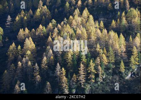 Un angle élevé d'un paysage luxuriant de forêt de pins Banque D'Images