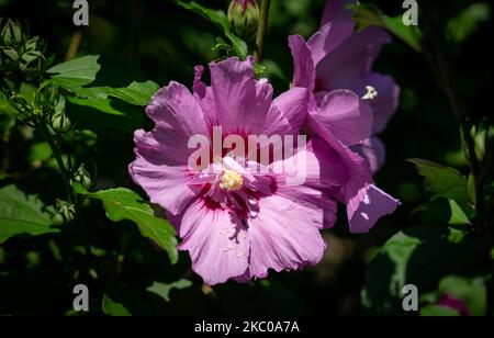 Un gros plan de fleurs roses hibiscus syriacus entourées de feuilles vertes Banque D'Images
