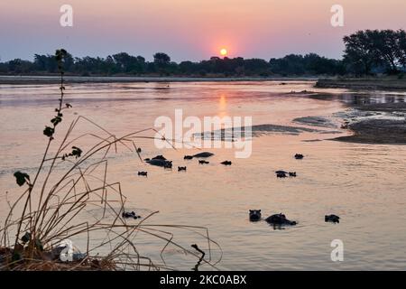 Hippopotame en rivière, coucher de soleil sur la rivière Luamba, Parc national de Luambe, Zambie, Afrique Banque D'Images