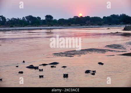 Hippopotame en rivière, coucher de soleil sur la rivière Luamba, Parc national de Luambe, Zambie, Afrique Banque D'Images